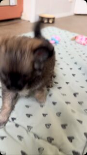 🌞🐶 Bon week-end de septembre à tous ! ❤️Quoi de mieux pour commencer le week-end de bonne humeur qu’une petite vidéo de l’une de nos beautés noire et charbonnée ? 🖤🥰Une vraie petite chipie, pleine de charme et de malice, avec une bouille à faire fondre ! 😍🐾On vous souhaite un très beau week-end, rempli de soleil, de sourires et de petits moments de bonheur. 🌞💕#Chihuahua #ChiotChihuahua #ChihuahuaLove #PetiteChipie #BonWeekend
