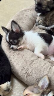 😩🐶 POV : lundi matin et tu n’étais clairement pas prêt…Le week-end a été beaucoup trop intense… Notre chichi est au bout du rouleau avant même d’avoir commencé la semaine. 😂Batterie à 1 %, yeux encore en week-end et motivation portée disparue… 🤣☕ Dur dur le lundi matin !Qui est dans le même état aujourd’hui ? 🙋‍♀️😂#Chihuahua #LundiMatin #MondayMood #ChihuahuaLife #Humour