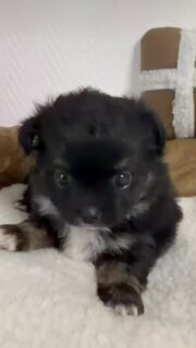 🥹💕 Comment ne pas craquer devant cette petite poupée tricolore ?Elle est tellement douce, tellement câline… une vraie petite boule d’amour qu’on aurait envie de garder dans les bras et de câliner non-stop ! 🥰🐶Et puis cette petite bouille, ces couleurs, ce regard… réellement, elle est beaucoup trop craquante ! 😍❤️ Une vraie petite beauté qui fait fondre les cœurs.#Chihuahua #ChihuahuaTricolore #ChiotChihuahua #PetitePoupée #TropMignon