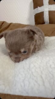 🥰🐶 Coucou petit trésor ! 💜🤎Notre adorable petite femelle bicolore lavande et tan vient tout juste de fêter son premier mois, le 6 septembre ! ❤️ Déjà un mois pour cette jolie petite poupée qui grandit doucement et devient de plus en plus craquante. 🥹Encore un peu timide devant la caméra, elle ne tarde d’ailleurs pas à nous tourner le dos sur la vidéo… 😅😂 Bon, on ne lui en veut absolument pas : avec une bouille pareille, elle est immédiatement pardonnée ! 🥰Une petite beauté toute douce et tellement cute… ❤️🐾#Chihuahua #ChiotChihuahua #ChihuahuaLavande #BébéChihuahua #TropMignon
