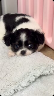 🖤🤍🐶 Notre petite beauté noir et blanc dans toute sa splendeur ! 😍On ne sait pas trop s’il est au bout du rouleau ou simplement très intimidé par la caméra… 😅😅 Probablement un petit mélange des deux !Avec son petit regard tout réservé et sa bouille beaucoup trop cute, ce petit mâle nous fait complètement fondre. 🥹❤️ Même sans en faire beaucoup, il arrive à être terriblement craquant !#Chihuahua #ChihuahuaNoirEtBlanc #ChiotChihuahua #PetiteBouille #TropMignon