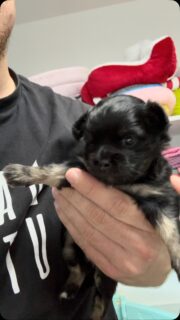 ❤️🐶 Première vidéo de la petite puce d’Uria ! 🥰

Et quelle petite merveille… tellement câline et toute douce, une vraie petite doudoune sur pattes avec sa jolie fourrure ! 🥹💕

Elle semble déjà adorer les câlins et se blottir tout contre nous… Autant vous dire qu’on fond complètement devant cette petite bouille. 😍

Une adorable petite puce qu’on aurait envie de câliner non-stop ! ❤️🐾

#Chihuahua #ChiotChihuahua #PetiteDoudoune #ChihuahuaLove #TropMignon