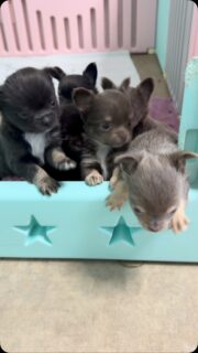 🐶🌍 Deuxième vidéo de la petite tribu d’Ariel… et visiblement, le parc commence à devenir trop petit pour leurs envies d’aventure ! 😂🥰
Les petits curieux commencent à vouloir découvrir le monde et surtout à chercher comment partir explorer ce qui se passe de l’autre côté. 👀🐾
À seulement un mois, les petites personnalités s’affirment déjà… et on sent qu’on va avoir une belle équipe de coquins ! 😅❤️
L’aventure ne fait que commencer avec ces six petites bouilles ! 🥹
#Chihuahua #ChiotChihuahua #PetitsCurieux #BébésChihuahua #tropmignon