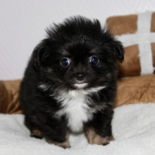 🥹💕 Comment résister à cette adorable boule de poils ? Voici notre craquante Bess ! 🐶❤️
Notre petite merveille fêtera déjà ses 2 mois le 23 septembre… et plus elle grandit, plus elle nous fait fondre ! 😍
Avec sa jolie fourrure, sa bouille absolument irrésistible et toute sa douceur, Bess est une véritable invitation aux câlins. 🥰 On aurait envie de la garder contre soi et de la câliner non-stop !
Profitez bien de ce petit carrousel de mignonnerie… parce que nous, on craque complètement ! 📸❤️🐾
#Bess #Chihuahua #ChiotChihuahua #BébéChihuahua #TropMignon
