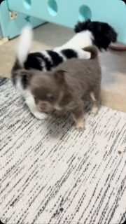 🎉 C’EST LA FÊTE DANS LA NURSERIE ! 🐶🐾

Ça court, ça joue, ça se chamaillotte, ça repart dans l’autre sens…
Bref, une matinée parfaitement calme à la Vallée des Cèdres Bleus. 🤣🤎

On ne sait pas exactement ce qu’ils fêtent…
mais visiblement, ils ont décidé de mettre l’ambiance ! 😂

Et entre nous… difficile de ne pas rester plantés là à les regarder jouer. 🥹

Qui aimerait passer 5 minutes au milieu de cette joyeuse petite troupe ? 🙋‍♀️😂

#Chihuahua #ChihuahuaLove #VieDEleveur #ChiotChihuahua #LaValleeDesCedresBleus
