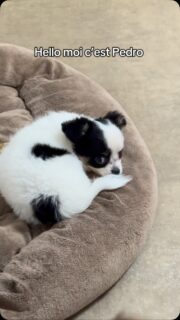🖤🤍🐶 Encore une vidéo du beau et charismatique Pedro ! 😍
Avec sa magnifique robe noire et blanche et surtout cette petite bouille beaucoup trop craquante, Pedro a vraiment un charme fou. 🥹❤️
Un regard, une petite expression… et nous voilà complètement sous le charme ! 🥰 Difficile de ne pas fondre devant ce joli chichi qui devient de plus en plus beau. 🐾
Alors, vous aussi Pedro vous fait craquer ? 😍
#Pedro #Chihuahua #ChihuahuaNoirEtBlanc #ChiotChihuahua #TropMignon
