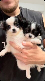 🖤🤍🐶 Double dose de mignonnerie dans mes bras : Black & White et Pedro ! 🥰
Deux adorables petits chichis noir et blanc qui se ressemblent énormément… et pourtant, ils ne sont même pas frères ! 😍 Même jolie bouille, même charme fou et tous les deux beaucoup trop craquants. ❤️
Alors aujourd’hui, petit duel de charme… 😅 Black & White ou Pedro : lequel vous fait le plus craquer ? 🐾🥹
Nous, impossible de choisir ! 😂❤️
#Chihuahua #ChihuahuaNoirEtBlanc #BlackAndWhite #Pedro #TropMignon