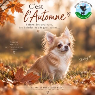 🍂🤎 C’est l’automne à la Vallée des Cèdres Bleus !
Les journées raccourcissent, les feuilles commencent à danser, les couleurs se réchauffent… et notre jolie Shirley semble déjà parfaitement assortie à la saison. 🥹🍁
L’automne avec un Chihuahua, c’est aussi le retour des petites balades au milieu des feuilles, des plaids tout doux et surtout… d’une excellente excuse pour multiplier les câlins. 😂🐾
🍁 Des couleurs
🐾 Des balades
🤎 Des petits bonheurs
🛋️ Et beaucoup de cocooning !
Et chez vous, votre Chichi est plutôt aventurier dans les feuilles 🍂 ou professionnel du plaid dès que les températures baissent ? 😂👇
Belle saison d’automne à tous, de la part de Shirley et de toute la Vallée des Cèdres Bleus. 🤎
#Chihuahua #Automne #ChihuahuaLove #ChihuahuaLife #ChihuahuasDeFrance