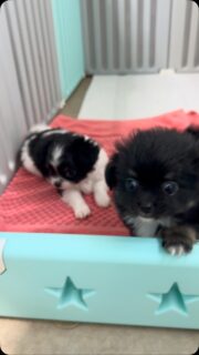 🥰🐶 Encore une vidéo de l’adorable petite tribu d’Umey : Bess, Beth’s & Black&White ! ❤️

Ces trois petits trésors grandissent à une vitesse folle et deviennent chaque jour encore plus craquants ! 🥹💕 Trois jolies bouilles, trois petits caractères et chacun son charme bien à lui.

Les voir évoluer ensemble, jouer et découvrir le monde est un vrai bonheur… 😍🐾 On ne se lasse vraiment pas de cette petite tribu !

Et vous, lequel des trois vous fait le plus craquer ? 🥰

#Chihuahua #Bess #Beths #BlackAndWhite #TropMignon