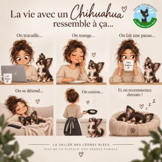 😂🐾 La vie avec un Chihuahua… vous confirmez ?
On travaille 💻 : il supervise.
On mange 🍽️ : il surveille chaque bouchée. 👀
On fait une pause ☕ : il est là.
On se détend 🛋️ : évidemment, il est collé à nous.
On cuisine 🍳 : soudainement, nous avons un assistant très motivé. 😂
Et quand vient enfin l’heure de dormir… 😴
Il recharge ses batteries pour recommencer exactement la même chose demain. 🤣🤎
Parce qu’au fond, avoir un Chihuahua, c’est surtout ne plus jamais rien faire seul ! 🐶
👇 Allez, dites-nous : quelle scène ressemble LE PLUS à votre quotidien ?
Et partagez à quelqu’un qui connaît beaucoup trop bien la vie avec un Chichi. 😂
🤎 Chihuahuas de la Vallée des Cèdres Bleus
#Chihuahua #ChihuahuaLove #ChihuahuaLife #VieAvecUnChihuahua #ChihuahuasDeFrance