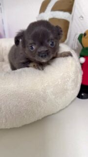 🥹❤️ Et la petite crevette mâle tricolore avec ses jolies touches de bleu… alors lui, il nous achève ! 😍
Une bouille pareille, c’est beaucoup trop pour nos petits cœurs ! On passerait volontiers la journée entière à le câliner, le cajoler et le couvrir de bisous. 🥰🐶
Un tout petit trésor absolument irrésistible ! ❤️❤️❤️
#Chihuahua #ChiotChihuahua #ChihuahuaTricolore #PetitCoeur #TropMignon
