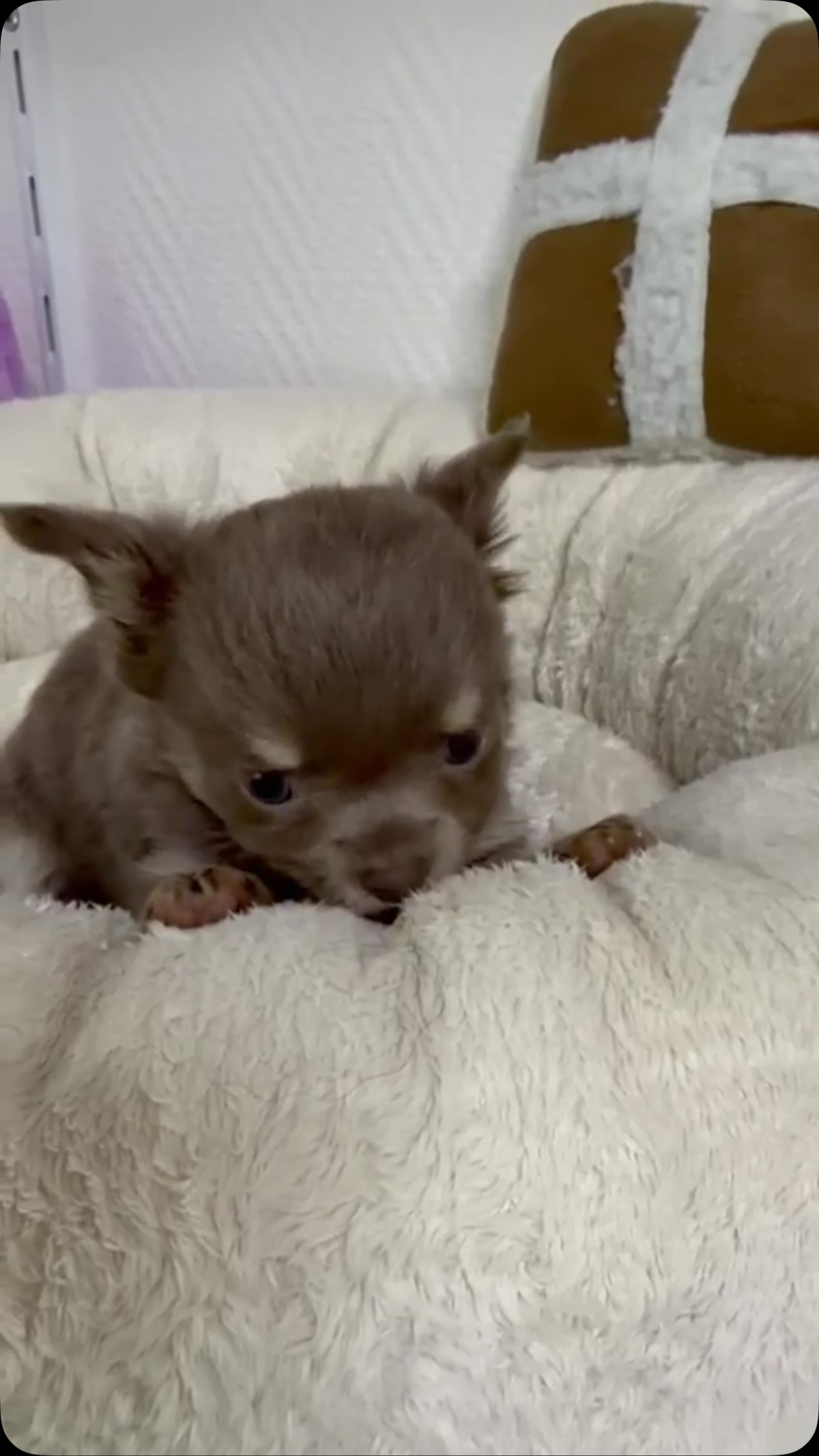 💜🐶 Notre petit mâle lavande… un vrai chou à la crème ! 🥰
Avec sa bouille irrésistible et son petit air tout doux, on a juste envie de le couvrir de câlins et de bisous non-stop ! 😘❤️
Beaucoup trop craquant ce petit cœur ! 🥹🐾
#Chihuahua #ChihuahuaLavande #ChiotChihuahua #PetitCoeur #tropmignon