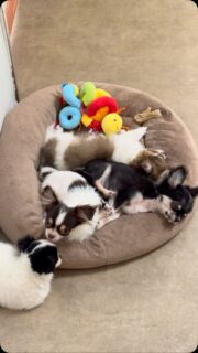😅 Je sais pas pour vous, mais cette semaine semble avoir été exténuante pour nos chichis !
Après toutes ces aventures, nos petits cœurs ont visiblement besoin d’une bonne grosse pause… 🥱🐶💤
Allez, place au repos bien mérité ! 😂❤️
#Chihuahua #ChihuahuaLove #VieDeChichi #PetitsDormeurs #ChihuahuaFamily