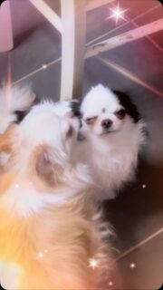 🥰🐾 La belle et douce Meringue en pleine séance de bisous avec Olaf le crapouille ! 😂❤️
Mademoiselle distribue les bisous avec une grande générosité… et Olaf semble plutôt bien apprécier ce petit moment de tendresse ! 😅🥰
Un joli duo plein de douceur et de complicité ❤️🐶
#Chihuahua #ChihuahuaLove #Meringue #Olaf #ChihuahuaFamily