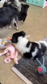 🐼🖤🤍 Quand le craquant Mister Black&White décide que tous les jouets de la nurserie sont à lui ! 😂😅

Pourquoi choisir quand on peut tout avoir ? 🤣🐾
Monsieur veut absolument jouer avec TOUS les jouets, et surtout ne rien laisser aux copains ! 🥰❤️

Sacré petit caractère ce Black&White ! 😅🐶

#Chihuahua #BlackAndWhite #Nurserie #ChihuahuaLove #PetiteBouille