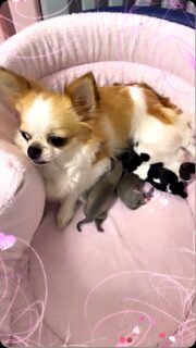 🥰🐾 La douce et belle Carmelita de la Vallée des Cèdres Bleus avec ses quatre nouveaux-nés ❤️

Deux petites femelles et deux petits mâles, tous bien blottis paisiblement contre leur maman… 🥹🐶💕
Un moment rempli de douceur et de tendresse, comme on les aime tant. 🥰

Bienvenue à ces quatre petits trésors dans notre grande famille des Cèdres Bleus ! ❤️🐾

#Chihuahua #Carmelita #NouveauxNes #ChihuahuaLove #ValleeDesCedresBleus