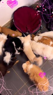 😂🐾 Quand les chichis passent en mode piranha pour des friandises…
Mais alors là, quelle bande de morfales ! 😅🤣
À les voir se jeter dessus comme ça, on pourrait croire qu’ils n’ont pas mangé depuis trois jours ! 😂🥰
Ils sont vraiment trop drôles nos petits gourmands ❤️🐶
#Chihuahua #ChihuahuaLove #PetitsGourmands #ModePiranha #viedechichi