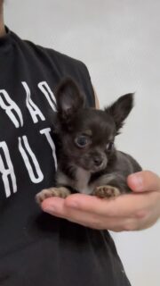 🩵🐶 Notre adorable petit mâle couleur bleu !

Une vraie petite bouille à croquer qui a fêté ses 2 mois le 2 octobre 🥰💕 Il grandit, s’éveille et devient chaque jour un peu plus craquant !

Vous aussi, vous fondez devant cette petite merveille ? 😍🐾

#Chihuahua #ChihuahuaBleu #PetitChichi #ChihuahuaLove #PetiteBouille