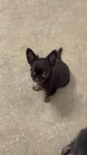 🥹🐾 Mais regardez-moi cette merveille !

Notre petit Benny, notre mini pouce de 630 g à 2 mois 😱🥰 Une toute petite bouille, mais un charme immense ! 🤩❤️

Il est tellement beau, vous ne trouvez pas ? Nous, on fond complètement devant lui ! 😍🐶

#Chihuahua #Benny #MiniPouce #ChihuahuaLove #PetiteBouille