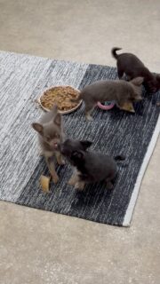 🥰🐾 Bisous, jeux et petites bêtises pour les petits monstres d’Ariel ! 😅❤️
Ils sont en pleine forme ce dimanche ! Ça joue, ça se chama ille, ça se fait des bisous… bref, une vraie petite tornade de mignonnerie dans la nurserie ! 😂🐶💕
Avec eux, pas le temps de s’ennuyer ! 🤩
#Chihuahua #ChiotsChihuahua #PetitsMonstres #Nurserie #ChihuahuaLove