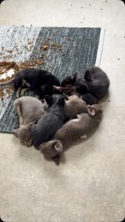 ❤️🥹 Mais regardez-moi ce magnifique petit cœur formé par les loulous d’Ariel ! 🤩

Tous blottis les uns contre les autres pour une bonne sieste pleine de douceur… 🥰🐾 Ils sont tellement mignons qu’on pourrait les regarder dormir pendant des heures ! ❤️

PS : On ne comprendra décidément jamais pourquoi ils préfèrent dormir en tas les uns sur les autres plutôt que de profiter du confort de leurs nombreux coussins ! 👀😂🤣

#Chihuahua #ChiotsChihuahua #ChihuahuaLove #PetitsBonheurs #Nurserie