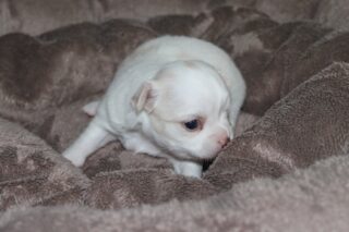 🥰📸 Premières photos des petites merveilles de Bigoudi ! ❤️🐾
On vous présente ses trois petits trésors : deux demoiselles et un petit bonhomme ! 😍
🤍 La première petite femelle, blanc crème.
🩶 La deuxième, blanche et charbonnée.
🖤 Et leur petit frère, noir avec de jolies nuances charbonnées.
Trois petites bouilles déjà si craquantes… et ils n’ont pas fini de nous faire fondre ! 🥹💕 Vous avez déjà un petit préféré ? 🐶
#Chihuahua #ChiotsChihuahua #Bigoudi #PetitesMerveilles #ChihuahuaLove