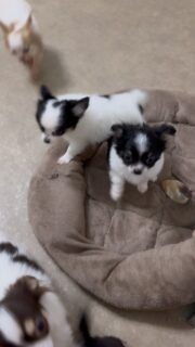 😂🐶 La folie du samedi matin dans la nurserie ! 🥰
Ça gigote dans tous les sens, ça joue, ça court partout… et surtout, ça ne tient pas en place ! 🤣🐾
Avec cette petite bande de chichis, impossible de s’ennuyer dès le réveil ! ❤️😅
#Chihuahua #Nurserie #ChihuahuaLove #VieDeChichi #PetitesBoulesDAmour