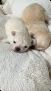 🤍🥰 Deux petits mâles blanc et crème, deux véritables petites merveilles ! ✨🐾
Avec leurs petites bouilles à croquer et leur charme irrésistible, ils ont tout pour nous faire fondre. 😍💕
Alors, dites-nous… vous aussi, vous craquez devant ces deux petits trésors ? 🥹❤️
#Chihuahua #ChiotsChihuahua #ChihuahuaLove #PetitesBouilles #PassionChihuahua