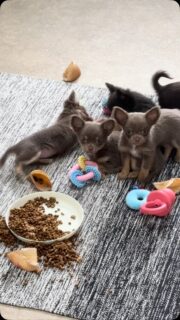 🥹🐾 Attention, overdose de mignonnerie dans la nurserie ! ❤️😍

Des petites bouilles à croquer, des mini pattes en action et des moments beaucoup trop craquants… Comment voulez-vous qu’on résiste à tout ça ? 🥰💕

Ici, les cœurs fondent à chaque regard ! Et vous, vous avez résisté ou vous êtes déjà sous le charme ? 🤭🐶

#Chihuahua #ChiotsChihuahua #Nurserie #PetitesBouilles #ChihuahuaLove