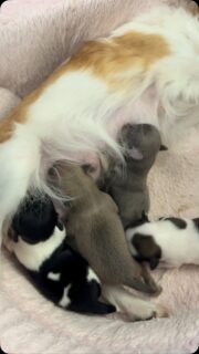 ❤️🥰 Petite pause tétée pour les 4 merveilles de Carmelita ! 🍼🐾

Deux petites femelles et deux petits mâles, tous blottis contre maman pour profiter de ce doux moment. 🥹💕 Des petites scènes pleines de tendresse qu’on pourrait regarder pendant des heures !

Grandir, téter et se laisser câliner… le bonheur des tout-petits ! ❤️🐶

#Chihuahua #ChiotsChihuahua #Carmelita #PetitesMerveilles #Tendresse