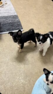 🥰🐾 Bess et Black&White en pleine mission : découvrir ce drôle de jouet ! 😂❤️

Ces deux petits coquins sont intrigués par ce qu’on leur présente et veulent absolument comprendre ce qu’on tient dans la main ! 👀🧸 Curieux, joueurs et toujours prêts à faire les petits clowns, ils nous font craquer avec leurs petites bouilles et leurs mimiques. 😍

De vrais petits coquins sur pattes, ces deux-là ! 🤭💕

#Chihuahua #ChiotsChihuahua #Bess #BlackAndWhite #PetitesBouilles