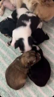 🥰❤️ Rose Lynn et ses petits trésors… un concentré de douceur et de mignonnerie !

Les petits bouts sont déjà bien éveillés, curieux et tellement drôles ! 😍🐶 Chaque jour, ils nous réservent de nouvelles petites scènes adorables. C’est un vrai bonheur de les observer grandir tranquillement, chacun à son rythme. 🐾💕

On pourrait passer des heures à les regarder… et vous, vous craquez aussi ? 🥹💗

#Chihuahua #ChiotsChihuahua #RoseLynn #PetitesBouilles #ChihuahuaLove