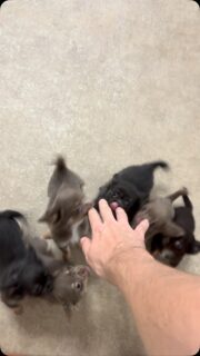 🥰❤️ La petite troupe d’Ariel est toujours aussi mignonne… et surtout, toujours aussi pot de colle ! 😂🐾

Dès que je tends la main, c’est la ruée aux léchouilles ! 💋🤭 Impossible d’échapper à cette petite bande de bisous sur pattes, qui ne manque jamais une occasion de réclamer de l’attention et des câlins. 🥹💕

Avec eux, on ne manque jamais d’amour… ni de petites léchouilles ! 😍

#Chihuahua #ChiotsChihuahua #Ariel #PetitsPotsDeColle #ChihuahuaLove