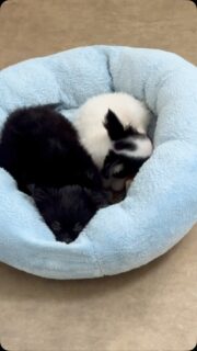 🍂🥰 Dehors, il pleut… alors dedans, c’est mode cocooning ! 🐾❤️

Avec ce temps automnal tout gris et pluvieux, nos deux chichis ont bien raison de profiter d’un petit moment tout doux, bien au chaud. 🥹💕 Des câlins, du confort et une bonne dose de tendresse… voilà le programme du jour !

Finalement, les journées pluvieuses ont aussi leur petit charme quand on est bien accompagné. 🐶❤️

#Chihuahua #ChihuahuaLove #MomentCocooning #DouceurAutomnale #VieDeChihuahua