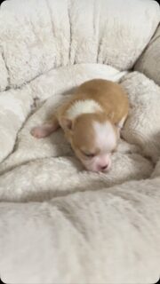 🥰❤️ Regardez-moi cette mini chipie, mais quelle petite bouille à croquer ! 😍🐾

Cette petite puce miniature blanche et sable est tout simplement irrésistible ! Une vraie petite merveille qui fait fondre les cœurs avec son charme et sa frimousse de coquine. 🤭💕

Née le 25 septembre, elle fêtera déjà son premier mois à la fin de cette semaine… Que le temps passe vite ! 🥹❤️

#Chihuahua #ChiotChihuahua #MiniChihuahua #PetiteChipie #PetiteBouille
