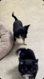 🖤🥰 Regardez-moi cette beauté ! Bess est tout simplement irrésistible ! ✨🐾

Avec sa magnifique robe noir et feu, sa petite bouille d’amour et son caractère à la fois doux et dynamique, elle a tout pour nous faire craquer ! 😍💕

Tantôt câline, tantôt pleine d’énergie, notre jolie Bess sait parfaitement comment faire fondre les cœurs. Une petite merveille pleine de charme ! ❤️🐶

#Chihuahua #Bess #ChihuahuaNoirEtFeu #PetitesBouilles #ChihuahuaLove