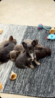 🥰🐾 Petite pause douceur dans la nurserie… ❤️

Aujourd’hui, nos petites beautés sont en mode détente : on se prélasse, on se blottit les uns contre les autres et on profite tranquillement de ce moment de calme. 💤💕 Après les jeux et les petites aventures, place au repos bien mérité !

Des petites bouilles paisibles, un concentré de tendresse et beaucoup trop de mignonnerie… 🥹❤️ On pourrait les regarder pendant des heures !

#Chihuahua #ChiotsChihuahua #Nurserie #PetitesBouilles #ChihuahuaLove
