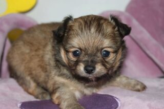 🦔❤️ On vous présente le magnifique petit hérisson de notre belle Pearl ! 🥰
Cette petite merveille a fêté son premier mois hier, le 25 octobre ! 🎂🐾 Avec sa petite bouille adorable et son charme irrésistible, il nous fait complètement fondre. 😍💕
On a juste envie de lui faire plein de petits câlinous ! 🥹❤️ Et vous, est-ce que ce petit hérisson vous fait craquer aussi ? 🦔🥰
#Chihuahua #ChiotChihuahua #Pearl #PetiteMerveille #ChihuahuaLove