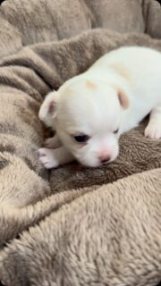 🥹❤️ Attention, petite bouille beaucoup trop craquante !
Notre adorable petite femelle blanc et crème, née le 19 septembre 2026, est une des petites merveilles de Bigoudi. 🐾🤍
Elle est tellement mignonne qu’on a juste envie de la couvrir de calinous et de bisous à longueur de journée ! 🥰💋 Un vrai petit cœur sur pattes qui nous fait fondre à chaque instant. 💕
#Chihuahua #ChiotChihuahua #PetiteMerveille #PetitesBouilles #ChihuahuaLove