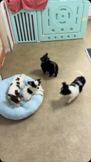 😂🐾 Pour attirer l’attention de nos petits gremlins, rien de plus simple : un jouet qui fait du bruit ! 🤭🔊

Et regardez-moi cette petite Bess ! 😍🤎 La demoiselle est en full attention, les yeux rivés sur le jouet, pas question d’en perdre une miette ! 👀😂

Avec nos petits chichis, il suffit parfois d’un tout petit rien pour déclencher une grande curiosité. 🥰❤️

#Chihuahua #Bess #ChiotsChihuahua #PetitsGremlins #ChihuahuaLove
