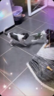 😂🐶 C’est la folie dans le salon ! 😅❤️

Ariel et Umour ont décidé que leur doudou n’allait pas s’amuser tout seul ! 🤣 Entre les petites attaques, les coups de folie et les parties de jeu endiablées, ils sont à fond et ne comptent pas se laisser faire ! 🧸🐾

Avec ces deux-là, impossible de s’ennuyer… Qui va gagner la bataille du doudou ? 😂🥰

#Chihuahua #Ariel #Umour #ChihuahuaLife #FolieDeChichis