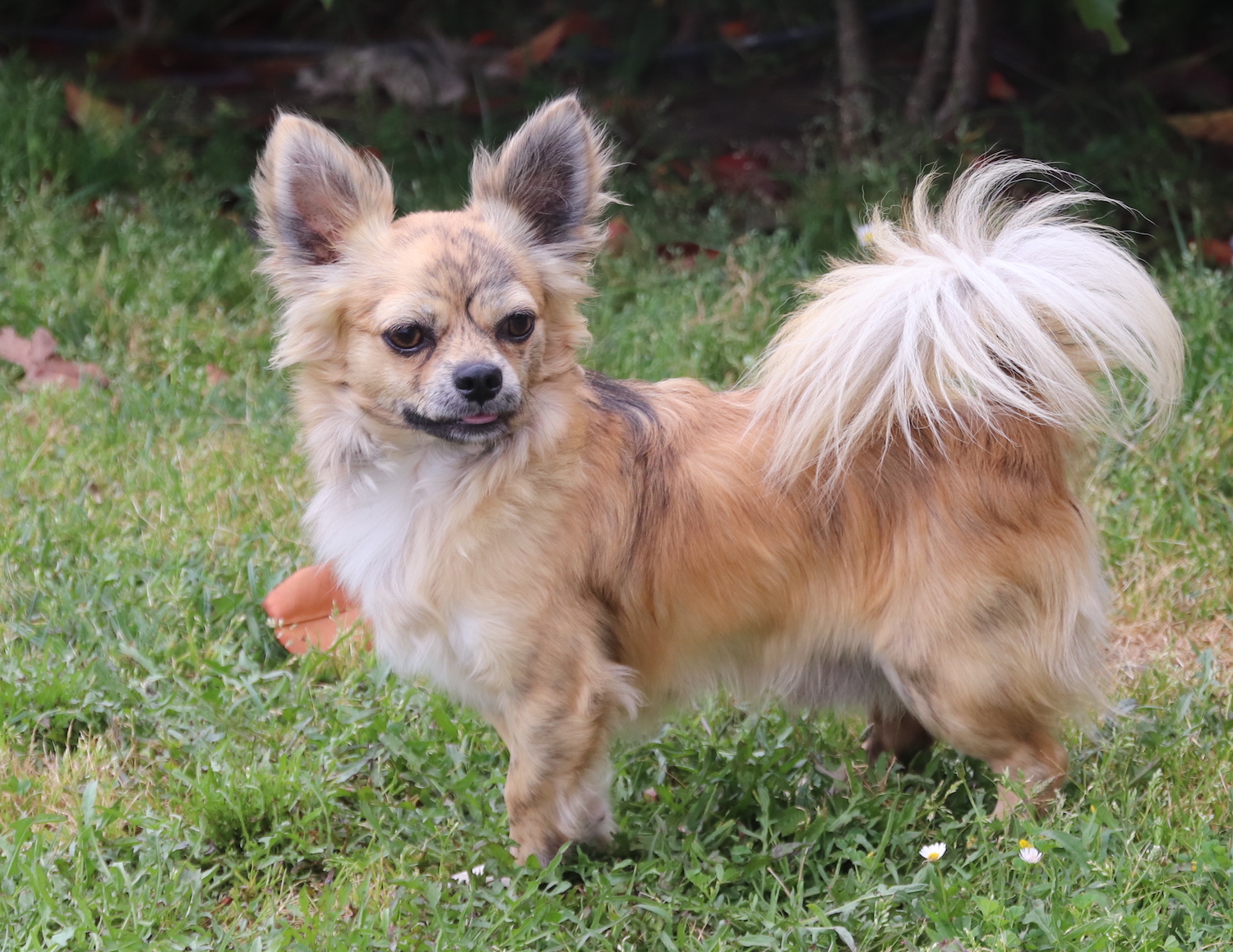 élevage chihuahuas LOF - La vallée des cèdres bleus - chiot chihuahua LOF