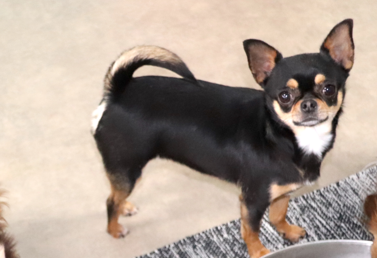 Nos Chihuahuas Adultes LOF - Mâles et Femelles chihuahuas