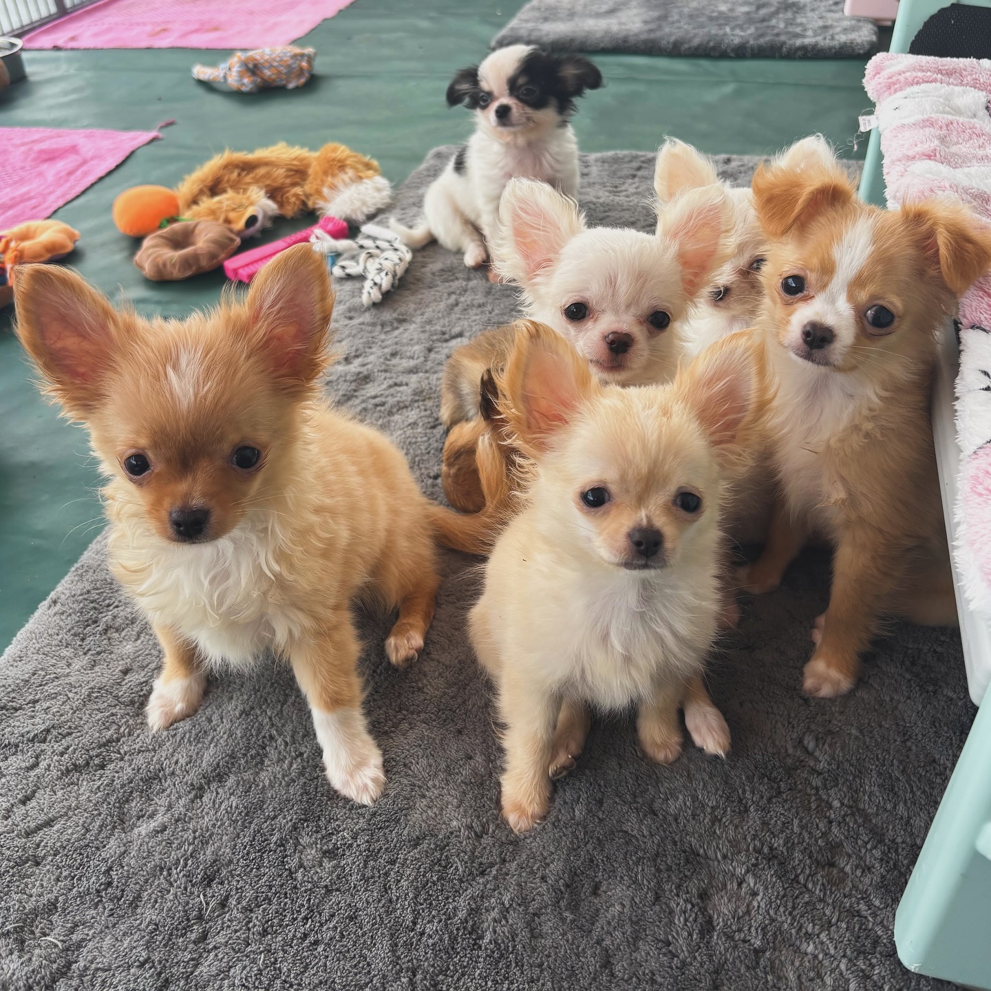 📸 Photo de classe improvisée !
Tous plus beaux les uns que les autres… avec, bien sûr, le petit rebelle noir et blanc qui n’en fait qu’à sa tête en arrière-plan 😅
Difficile de résister à ces bouilles à croquer 🐶💕#ChiotsChihuahua #ChihuahuaAddict #PhotoDeClasseCanine #PetitRebelle #ChihuahuaLovers #ChiotsTropMignons #TeamChichis #ChihuahuaPassion #ChihuahuaLove #ChihuahuaFrance