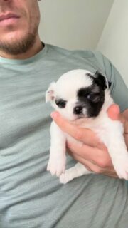 Aujourd’hui, place à ce petit trésor signé Romie 🖤🤍
Avec sa jolie tache noire sur le visage et son regard doux, il fait fondre tout le monde ici… un vrai bébé bonheur 🥰Toujours calme, câlin et tellement expressif… comment résister à cette petite merveille ?
On est complètement sous son charme ✨#chihuahua #chihuahualove #chihuahuasofinstagram #puppylove #puppyeyes #instachiot #doglovers #cutedog #minidog #chihuahuafan #chiots #elevagefrance #valleedescedresbleus #blackandwhitepuppy #toypuppy #babyboy #puppymagic #dailydoseofcute