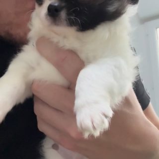 ✨ Le doux Adolphe ✨
Une vraie petite merveille pleine de tendresse 💛
Adolphe aura 3 mois le 15 janvier, et c’est déjà un chiot d’une douceur incroyable, gentil, calme et tellement attachant… un vrai amour 🐶🥰
Impossible de ne pas fondre devant sa bouille et son regard si doux.📩 Plus d’infos en privé#chihuahua #chiots #chihuahuasofinstagram #chihuahualove
#puppylove #puppylife #mignonnerie #doglovers
#instadog #dogstagram #petitchien #babychihuahua
#longhairchihuahua #chihuahuapuppy #adorablepets
#cuteanimals #puppyvibes #dogmoments