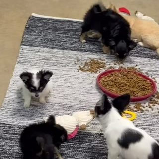 😈🐾 Les deux terreurs de la nurserie sont de sortie !
Toujours les premières à lancer les jeux, à embêter les copains, à courir partout…
Et surtout à mener toute la troupe à la baguette 🤣👑
Deux mini tornades pleines de caractère, de malice et d’énergie 💥🐶
Des petites chipies… mais tellement attachantes ❤️#chiots #chihuahua #nurserie #petitchien #chiotchihuahua puppylife momentdefolie chipies chiens elevagechihuahua doglover puppyenergy