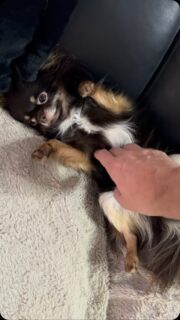 🐶👑 Encore une vidéo de notre Umour international ! 😄Monsieur a encore une fois réquisitionné le canapé… après tout, un vrai pacha mérite son trône ! 🤣Son activité préférée ? Se faire chouchouter, enchaîner les câlins et profiter d’une bonne séance de gratouilles 🥰❤️Avec son charme et sa bouille d’amour, difficile de lui résister… et il le sait très bien ! 💛#Chihuahua #Umour #ChihuahuaLove #ChihuahuaLife #VieDeChien TeamCâlins TropMignon Pacha