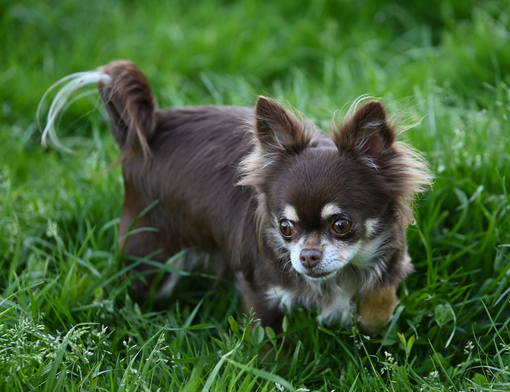 Elevage chihuahuas LOF - Loire et Cher - chiots LOF