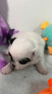 On fond complètement pour ce petit amour 😍
Notre craquant mâle de Romy, tout blanc avec ses jolies taches noires autour des yeux, a vraiment une bouille à faire craquer tout le monde 🐼💖
Un vrai petit panda tendre et curieux, déjà plein de malice et d’amour à donner 💕👉 Découvrez nos chiots disponibles sur : https://elevage-chihuahuas-lof.fr/chiots-chihuahua-disponibles/￼
📩 Contactez-nous en privé pour plus d’infos !#chihuahua #chihuahualove #babychihuahua #chihuahuasofinstagram #chihuahualife #chihuahuaworld #chihuahuas #valleedescedresbleus #minichihuahua #chichilove #chihuahuapuppy #chihuahuapassion #chihuahuasofinsta #doglover #puppylove #chiotschihuahua #chihuahuafrance #chihuahuaoftheday #chihuahuaaddict #cutepuppy #miniaturedog #chihuahualifestyle #chihuahuafan #chihuahualovers #instachihuahua